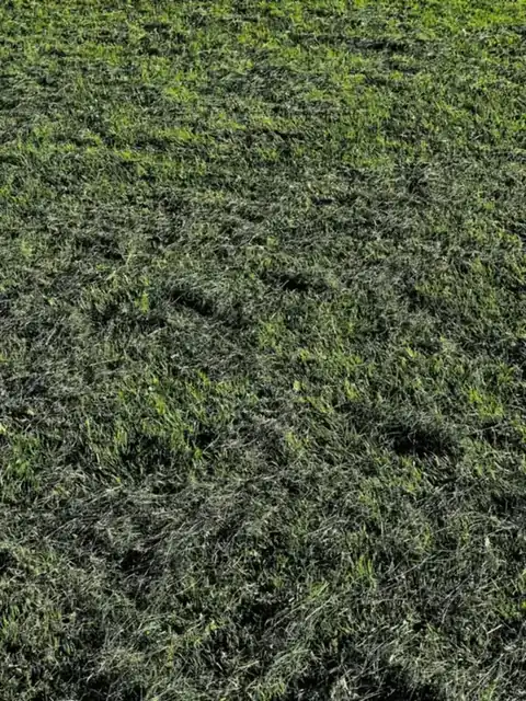 A freshly mowed green lawn with clean mowing stripes